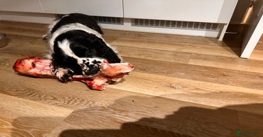 English Springer Spaniel dogs - Advert 6