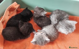 Munchkin cats for sale: Munchkin x Devon rex  - Image 14