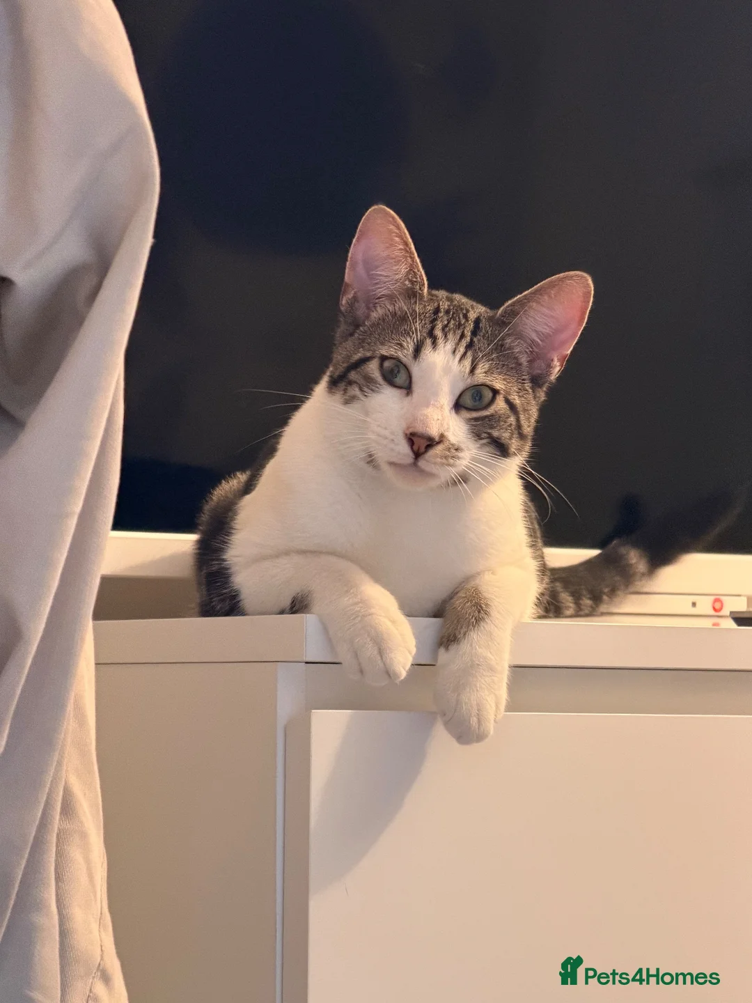 British Shorthair cats for sale: Mr Olly - Advert 8