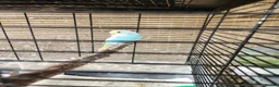 Budgerigars birds for sale: Baby budgies for sale - Advert 2