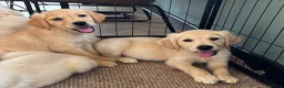 Golden Retriever dogs for sale: KC Reg Golden Retriever puppies - Ready now!!!!  - Advert 12