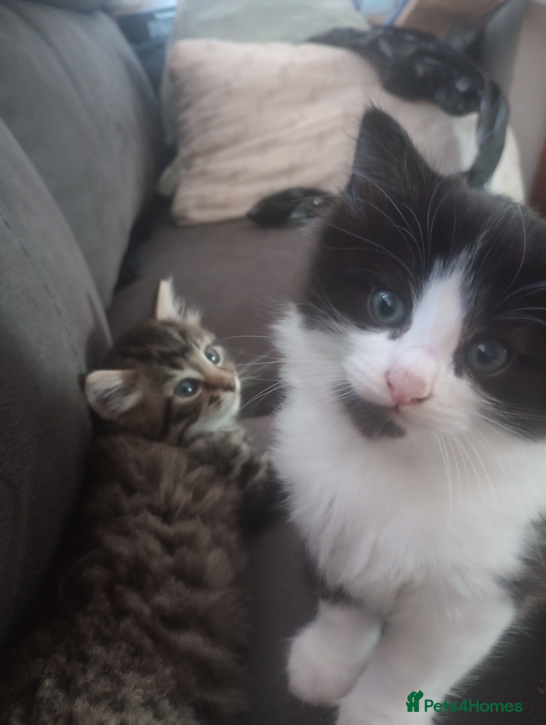 Mixed Breed cats for sale: Kittens  - Image 4