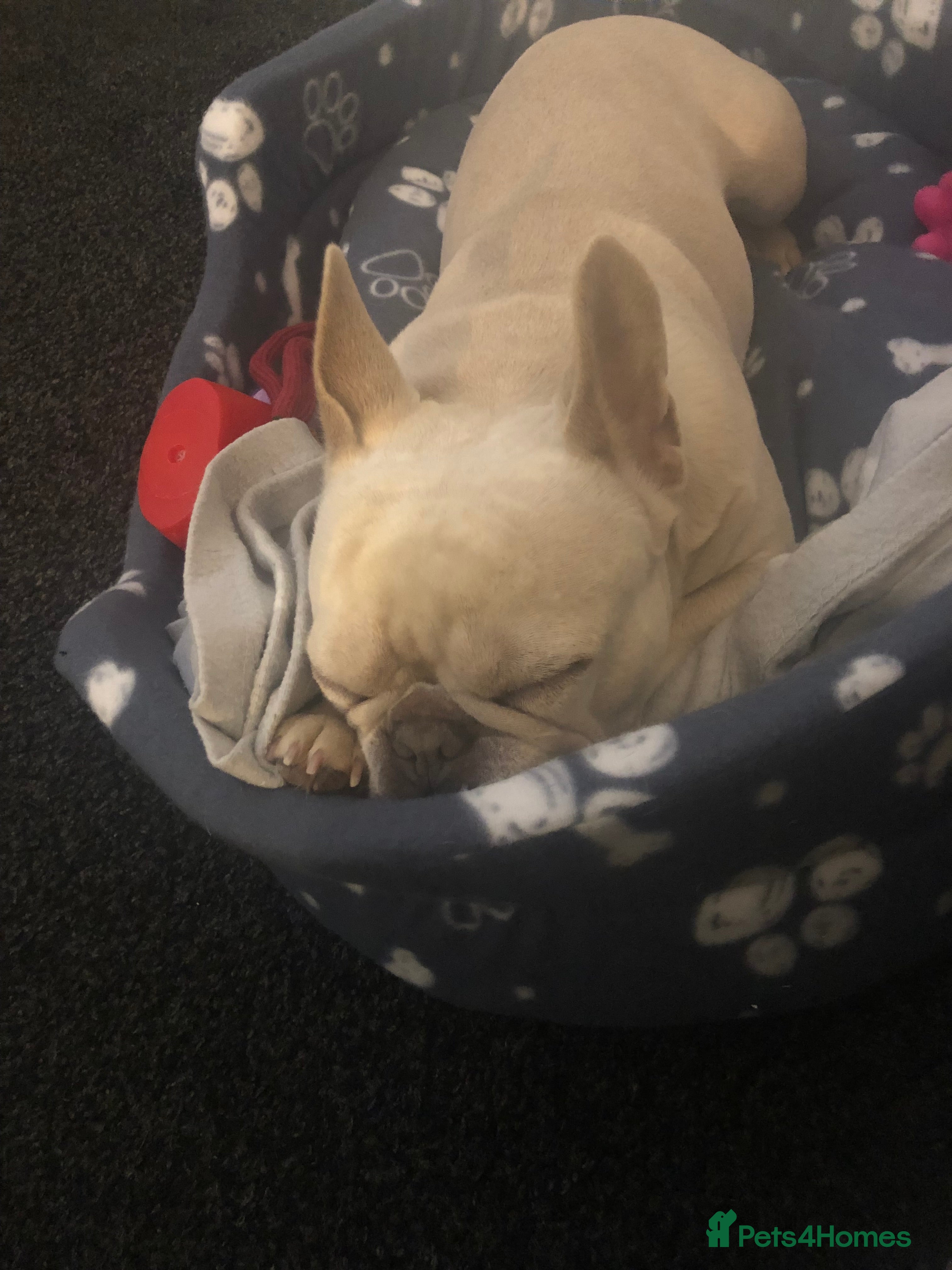 French Bulldog dogs French bulldog - Advert 1