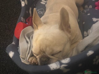 French Bulldog dogs French bulldog - Advert 1