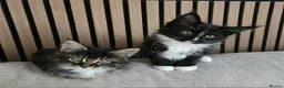 Maine Coon cats for sale: Maine coon brother and sister. - Advert 1