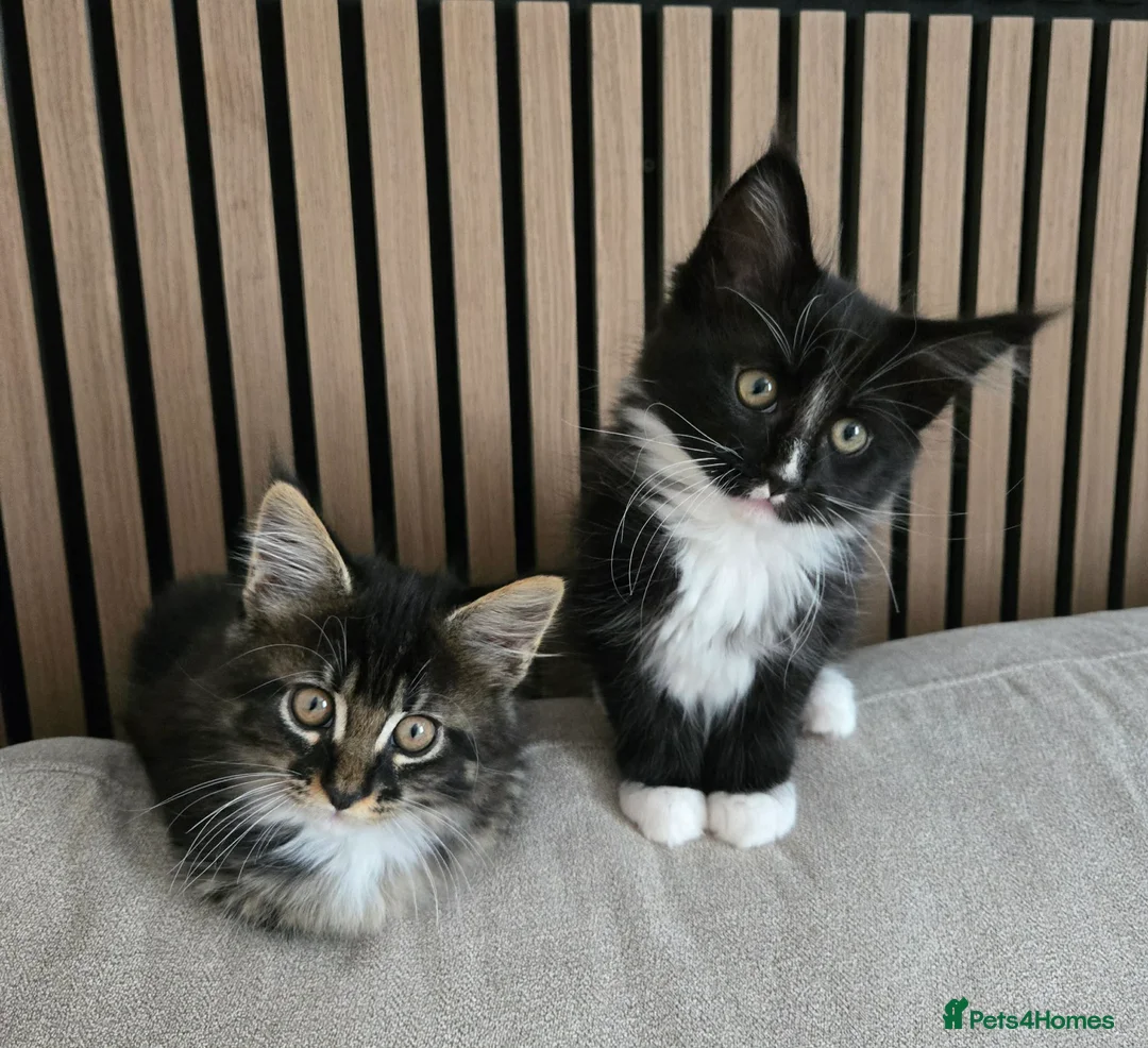 Maine Coon cats for sale: Maine coon brother and sister. - Advert 1