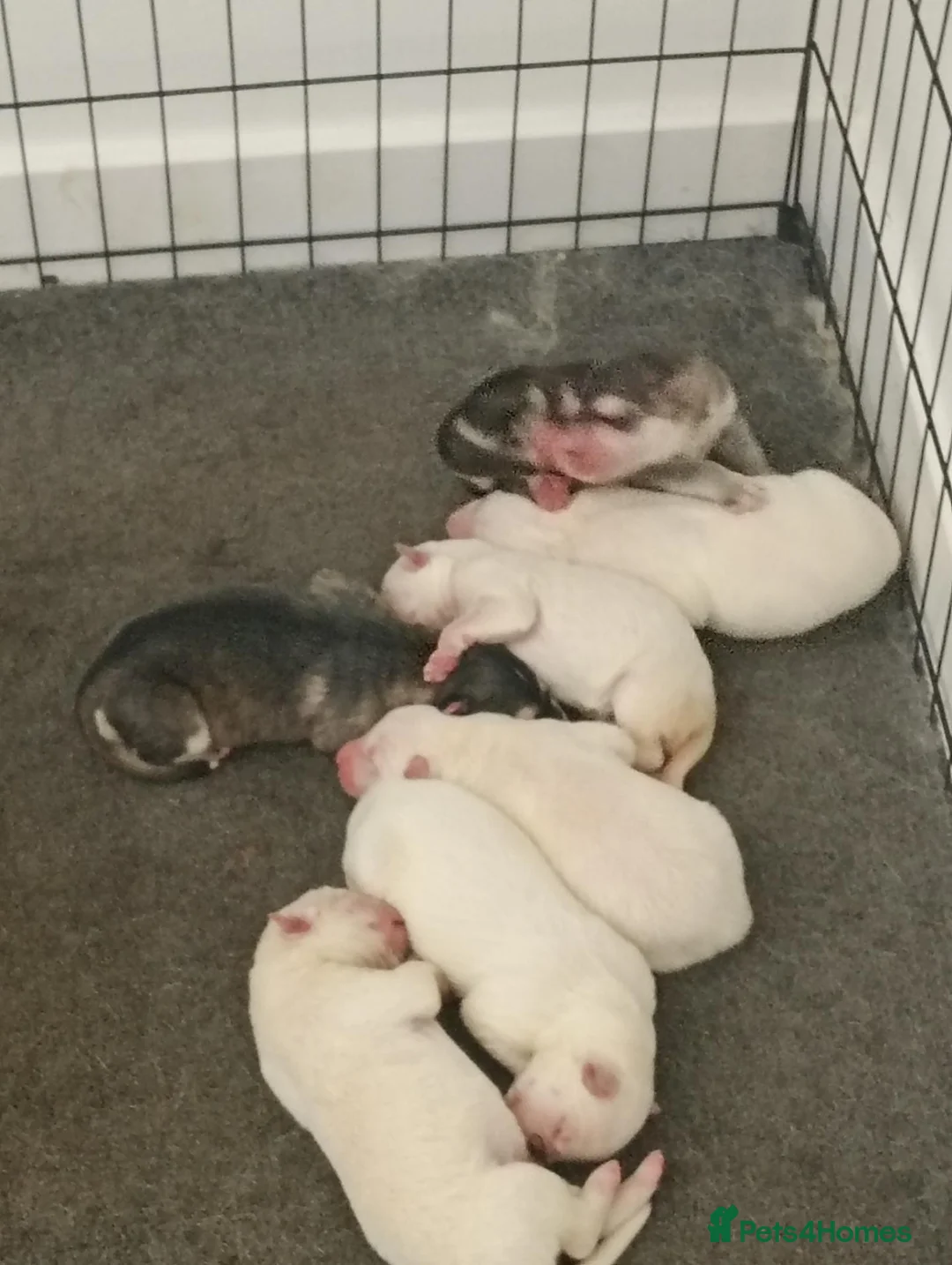 Shepsky dogs for sale: Beautiful shepsky pups in Aberdeen - Advert 4
