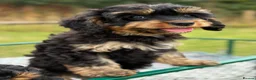 Cavapoo dogs for sale: Black and Tan Cavapoos - Advert 11