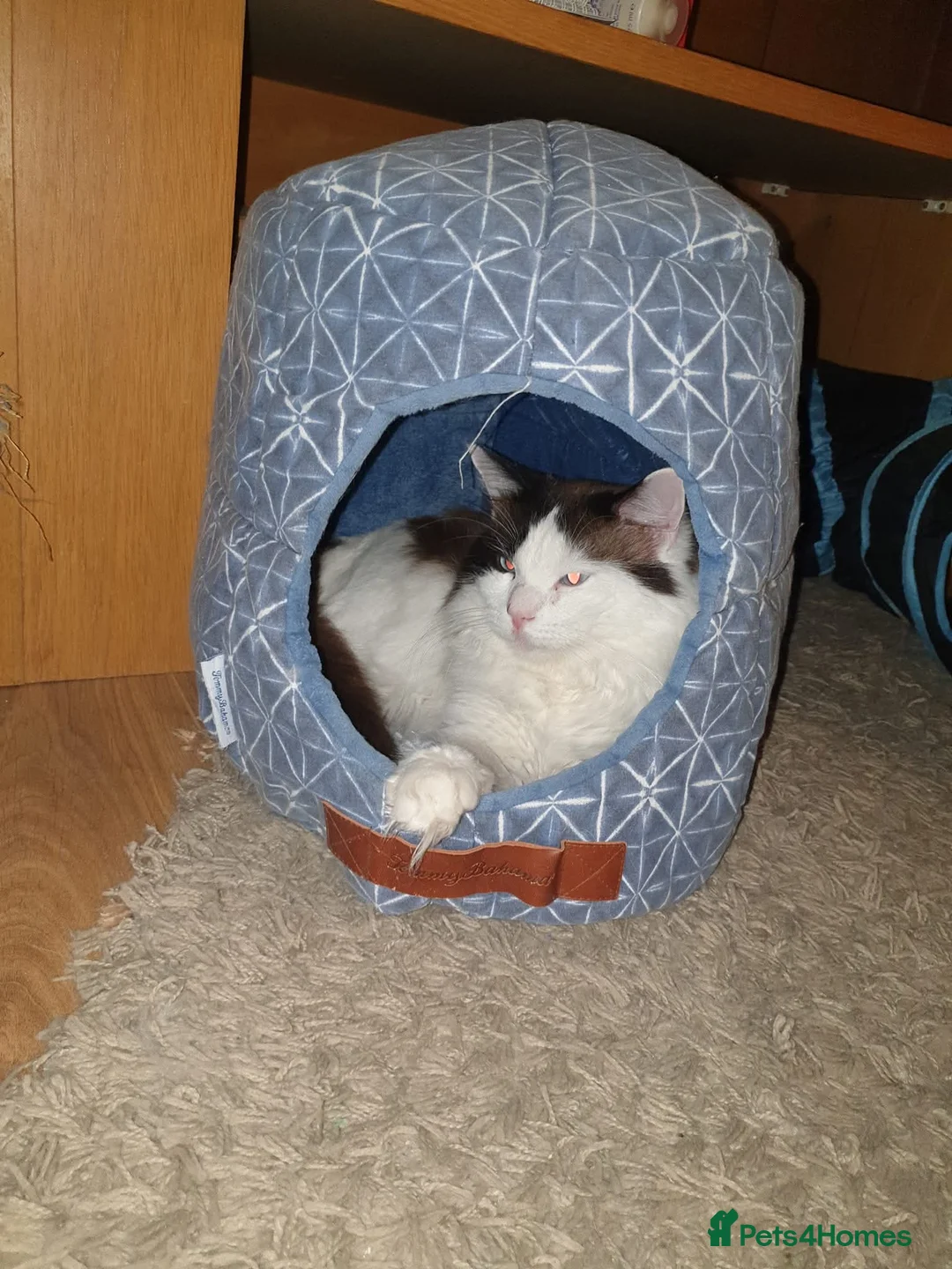 Ragdoll cats for stud: Ragdoll Bicolour male  - Advert 6