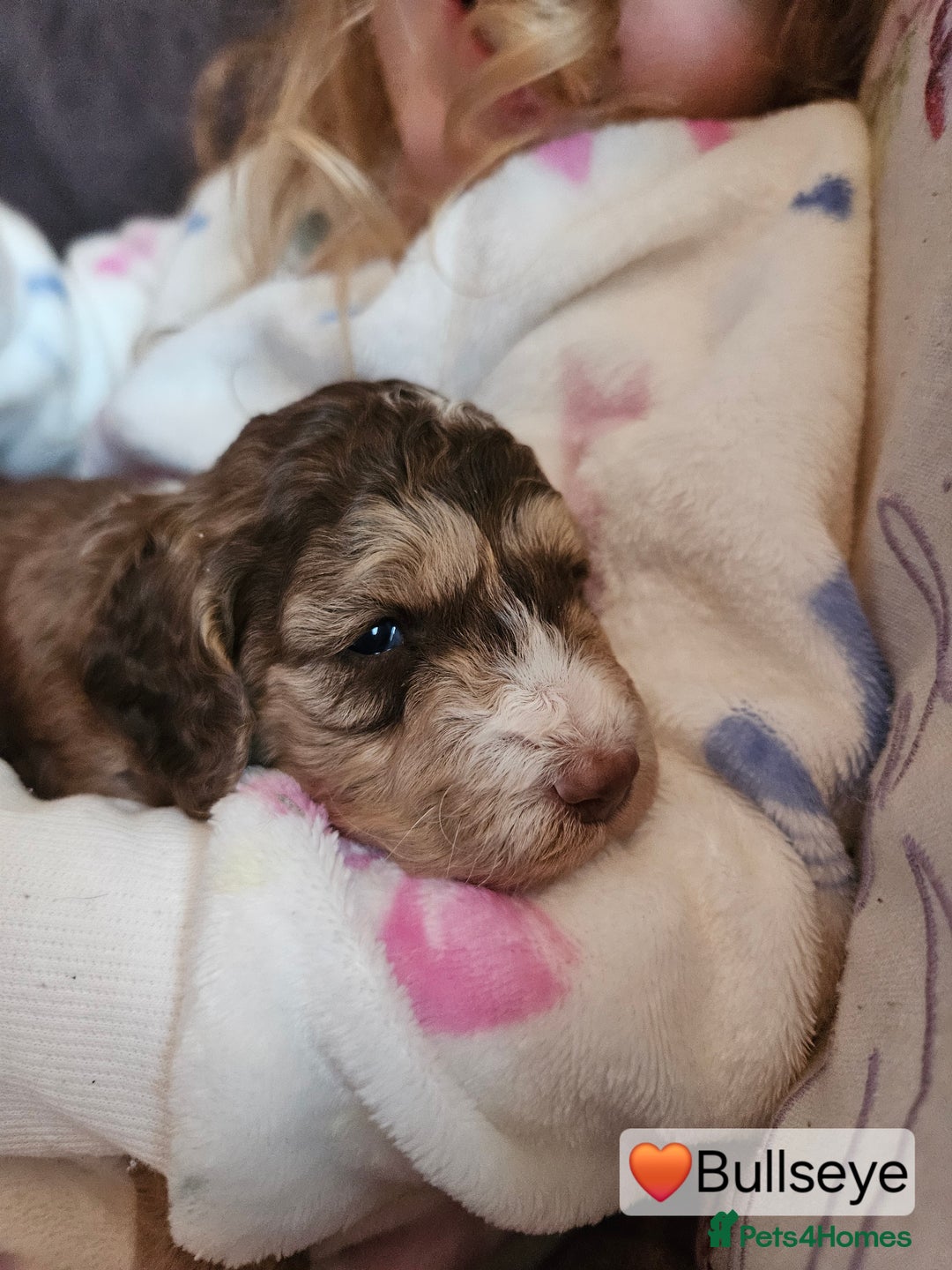 Cockapoo dogs for sale: F3b Cockapoo Puppies – DNA health tested - Advert 8