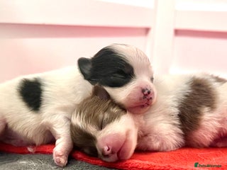 Pomeranian dogs 5 STAR POMERANIAN PUPPIES - Advert 1