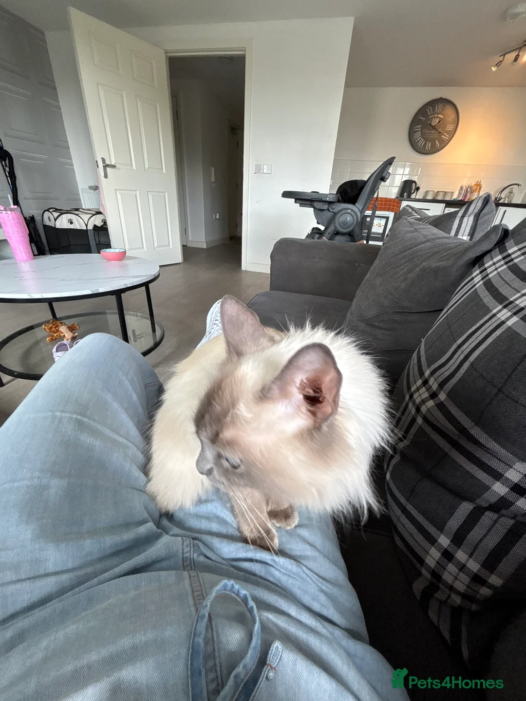 Ragdoll cats for sale: Female ragdoll  - Advert 3