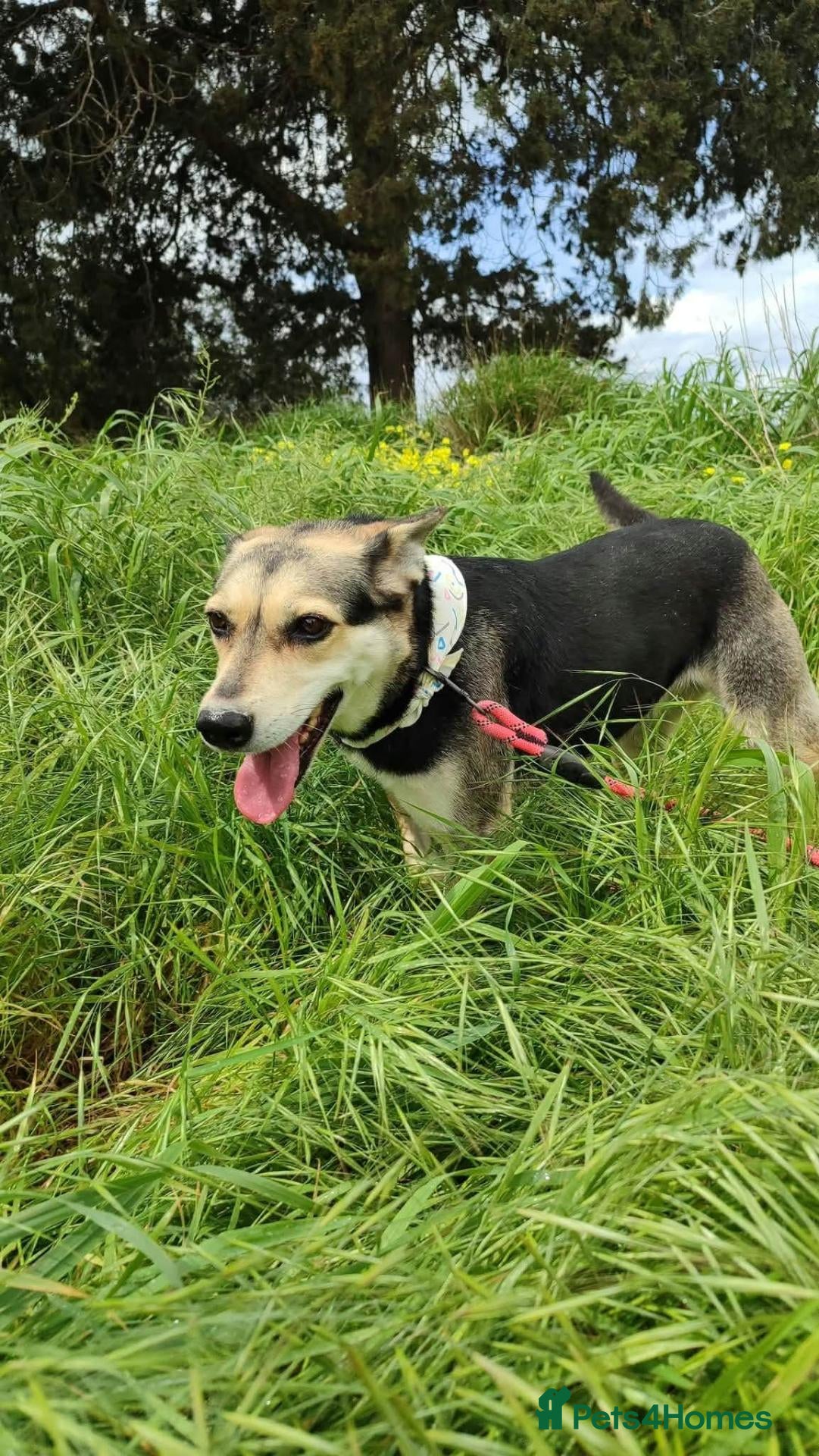 Mixed Breed dogs Purdy - Advert 1