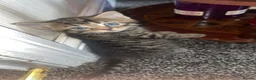 British Shorthair cats for sale: Ready now 6 beautiful balls of fluff. in Sheffield - Advert 2