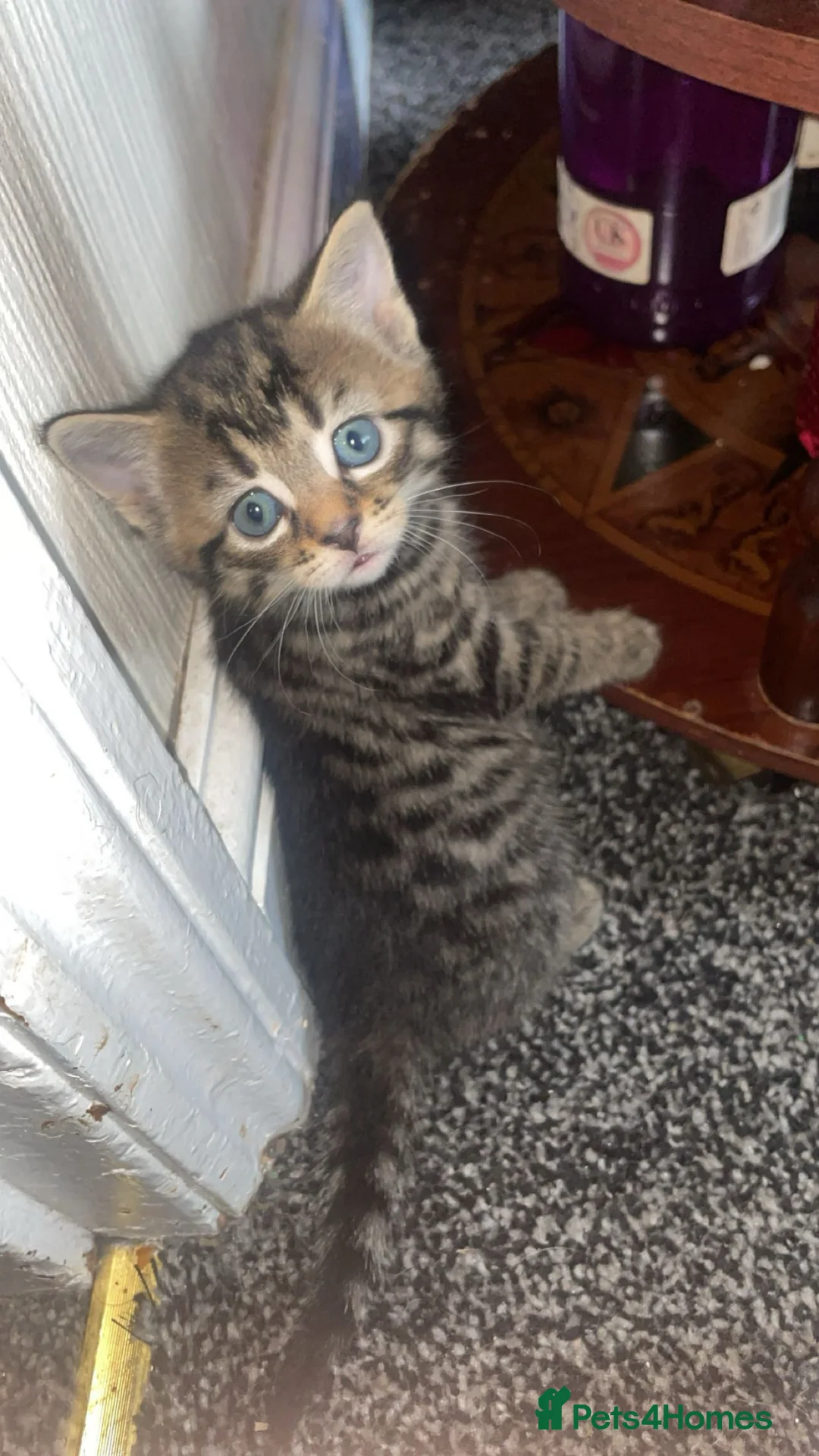 British Shorthair cats for sale: Ready now 6 beautiful balls of fluff. in Sheffield - Advert 2