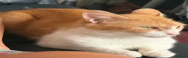 Mixed Breed 1