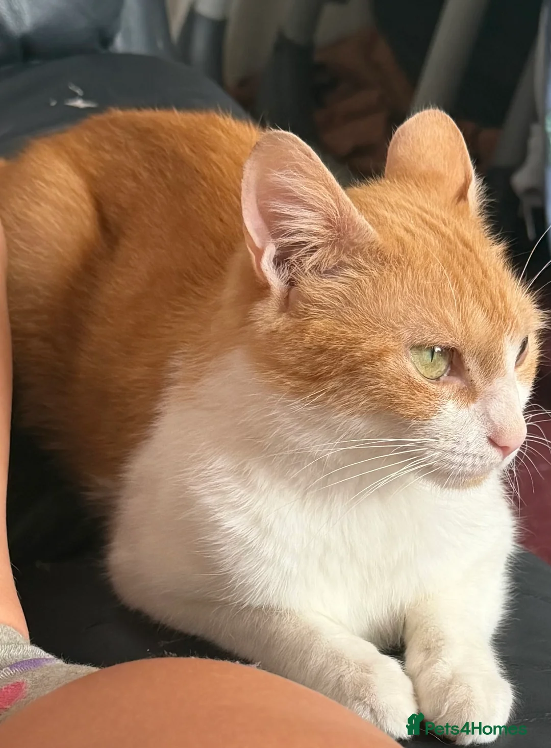 Mixed Breed cats for sale: Miss Shannon - Advert 2