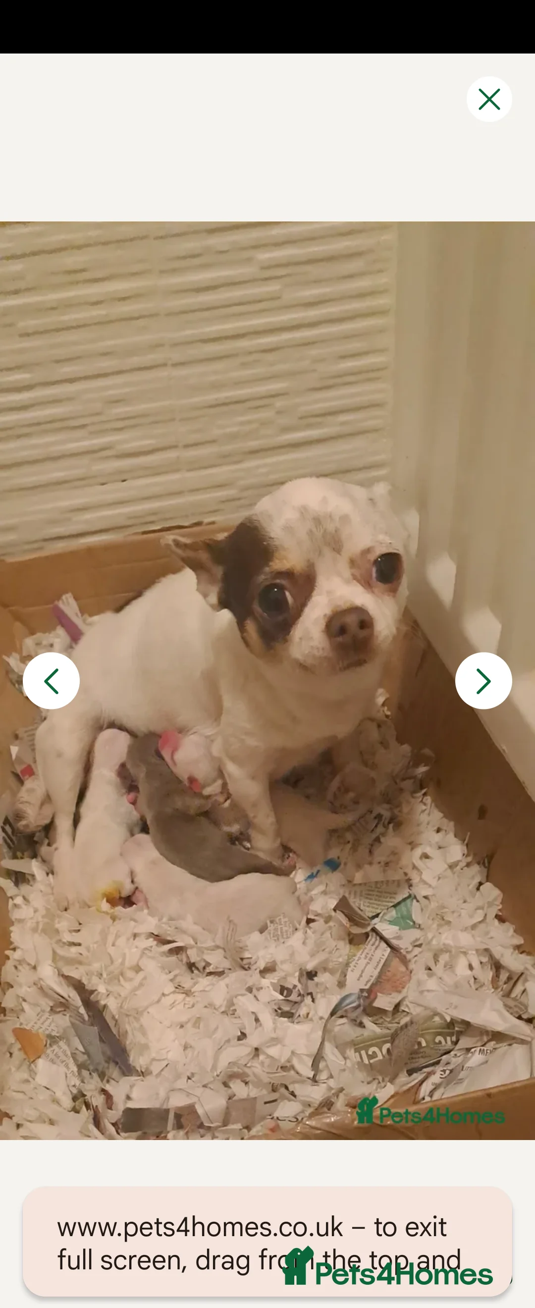 Chihuahua dogs for sale: Dexter small but mighty  - Advert 2
