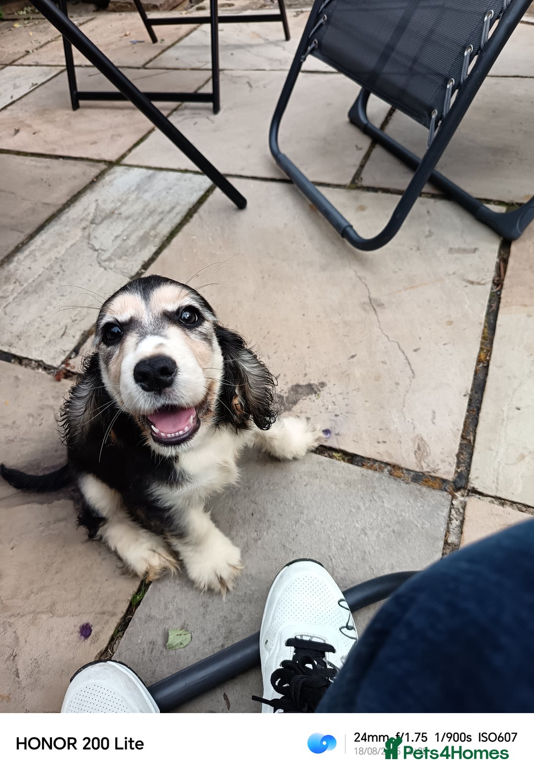 Cocker Spaniel dogs for sale: Cocker Spaniel puppies  - Image 5