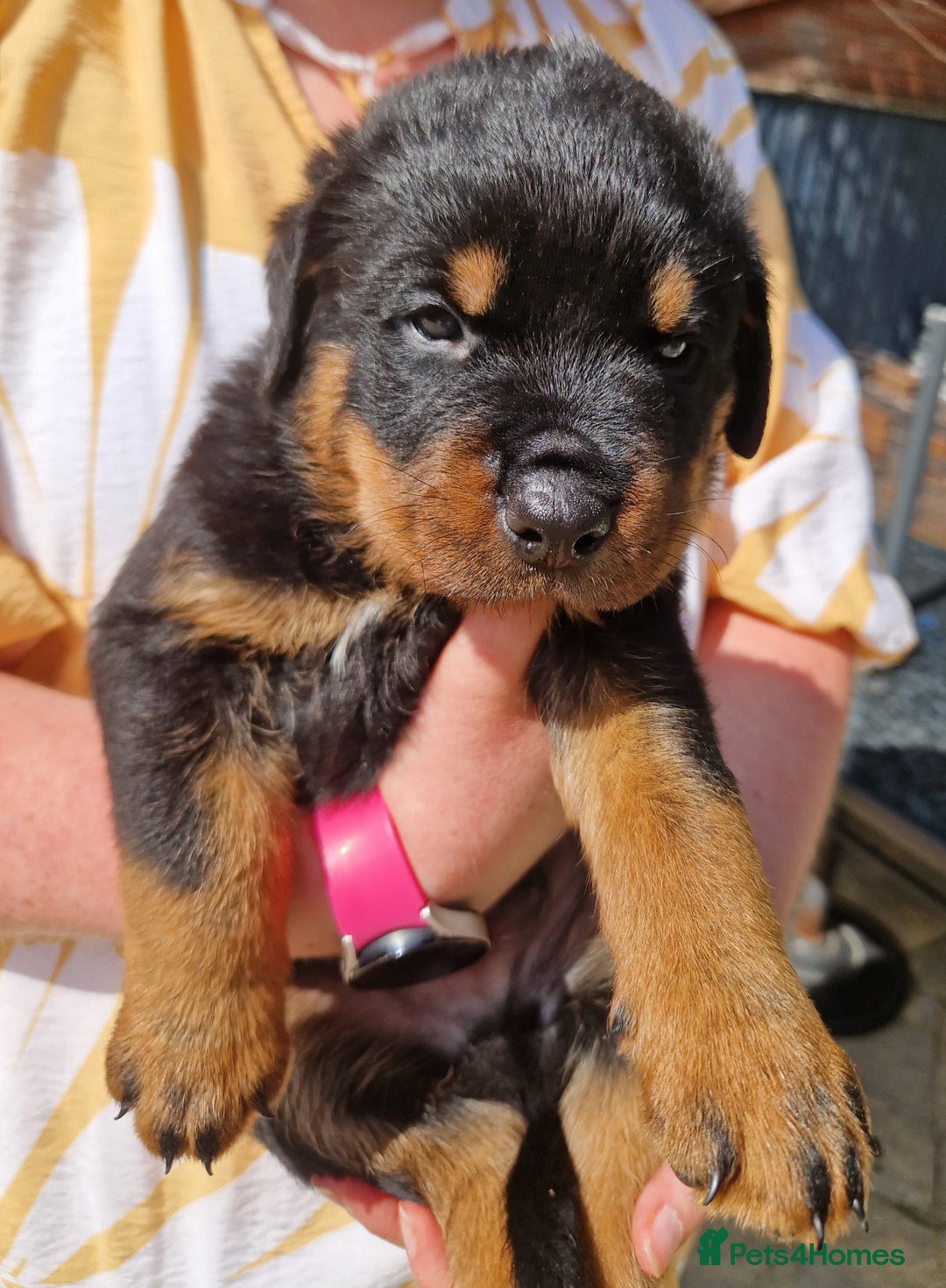 Rottweiler dogs for sale: Rottweiler Puppies in Great Yarmouth - Image 24