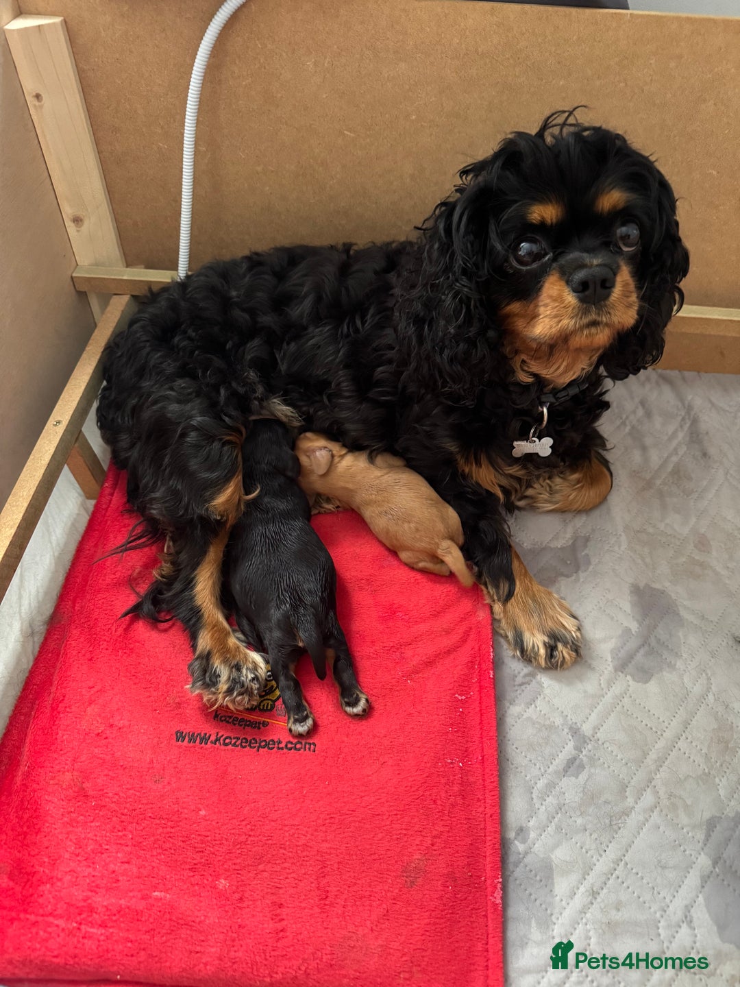 Cavalier King Charles Spaniel dogs for sale: Black and Tan boy - Advert 3