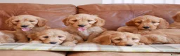Mini Goldendoodle dogs for sale: Stunning Health Tested Miniature Goldendoodles - Advert 7