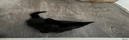 Mixed Breed cats for sale: 8 Week Old Kittens 2 Males, 1 Female - Advert 4