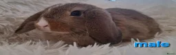 Mini Lop rabbits for sale: **Ready to leave now** Mini Lop babies - Advert 6