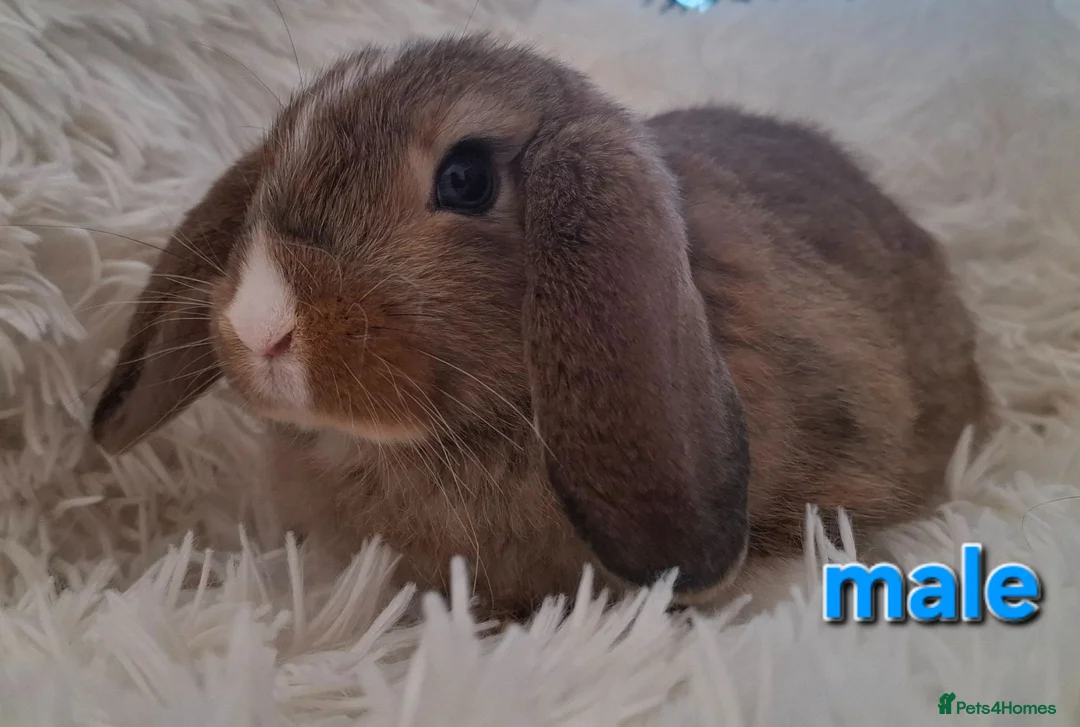 Mini Lop rabbits for sale: **Ready to leave now** Mini Lop babies - Advert 6