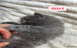 British Longhair cats for sale: British Long/Short Hair Adorable Kittens - Advert 15