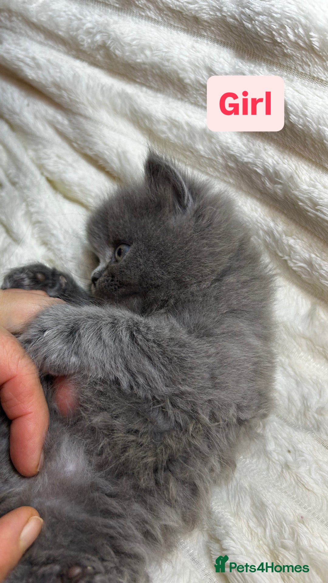 British Longhair cats for sale: British Long/Short Hair Adorable Kittens - Advert 15