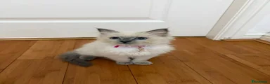 Ragdoll 8