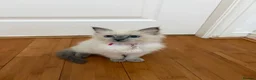 Ragdoll cats for sale: 8 ragdoll in Liverpool - Advert 15