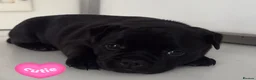 Staffordshire Bull Terrier dogs for sale: Last girl left Kassius Staffordshire bull terrier - Advert 5