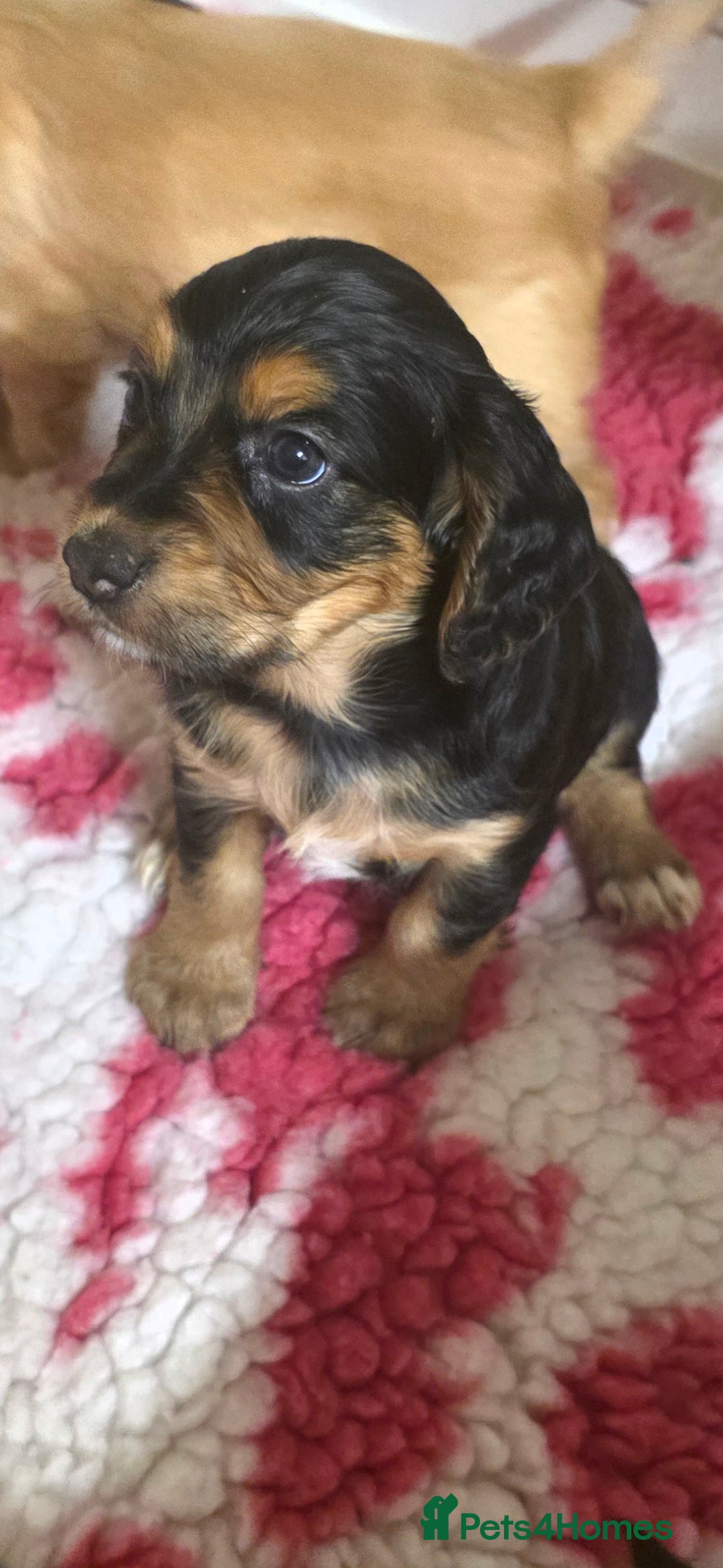 Cocker Spaniel dogs for sale: Working Cocker Spaniel Puppies - Image 21