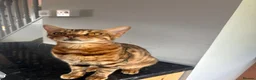 Bengal cats for sale: 🐾Stunning Bengal Kittens ready for Loving Homes🐾 - Advert 3