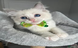 Ragdoll cats for sale: REGISTERED Ragdoll kittens HCM/PKD clear - Image 14