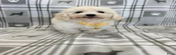Maltipoo dogs for sale: Happy,loving affectionate Health Tested Maltipoo’s - Advert 28