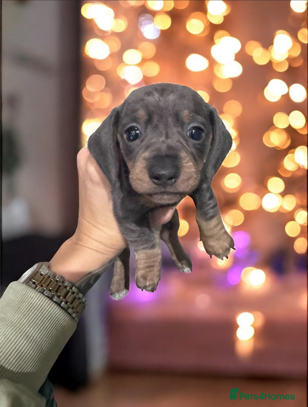 Miniature Dachshund dogs for sale: Stunning miniature sausage pups  - Advert 3
