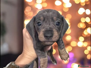 Miniature Dachshund dogs Stunning miniature sausage pups - Advert 13