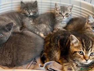 Ragdoll cats EXOTIC KITTENS 2 Male 1 Female - Advert 8