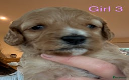 Cockapoo dogs for sale: 9 Beautiful Cockapoo Puppies For Sale - Image 8