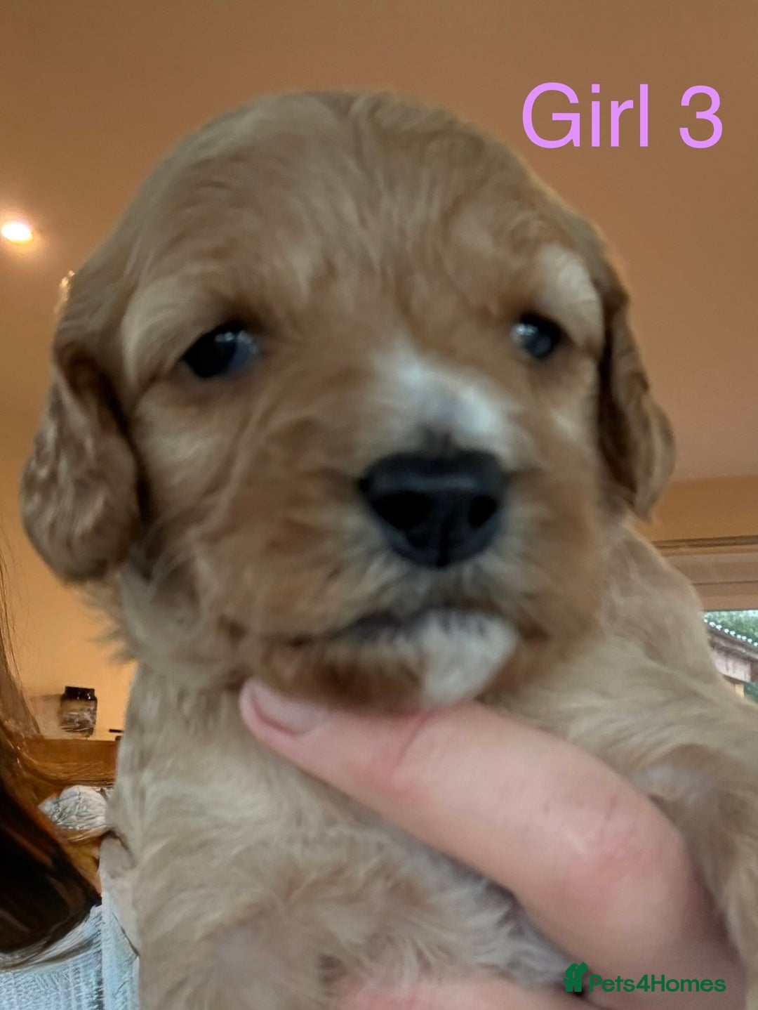 Cockapoo dogs for sale: 9 Beautiful Cockapoo Puppies For Sale - Image 8