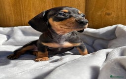 Miniature Dachshund dogs for sale: Miniature Purebred Dachshund Puppies - Image 4