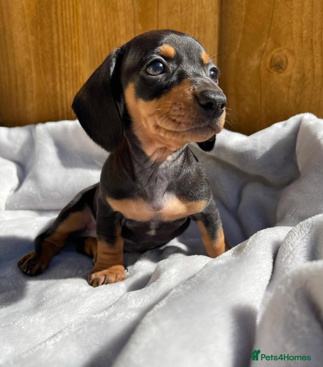 Miniature Dachshund dogs for sale: Miniature Purebred Dachshund Puppies - Image 4