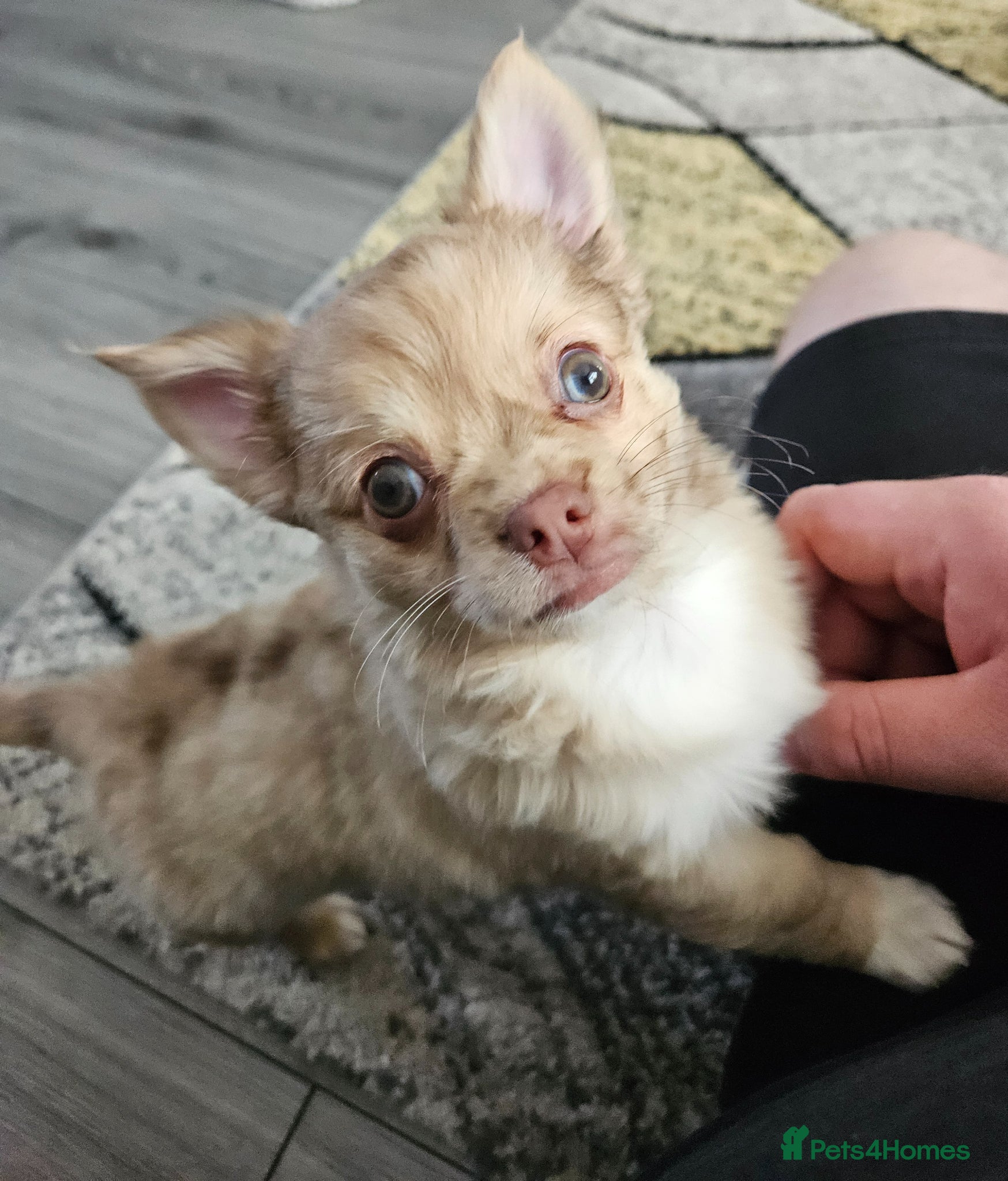 Chihuahua dogs 1 long coated chihuahua pup boy left  - Advert 12