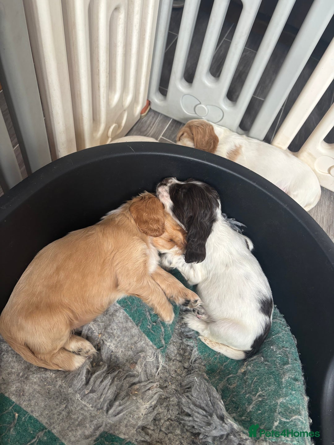 Cocker Spaniel dogs for sale: Ready Now! KC Show Type Cocker Spaniel Pups  - Image 22