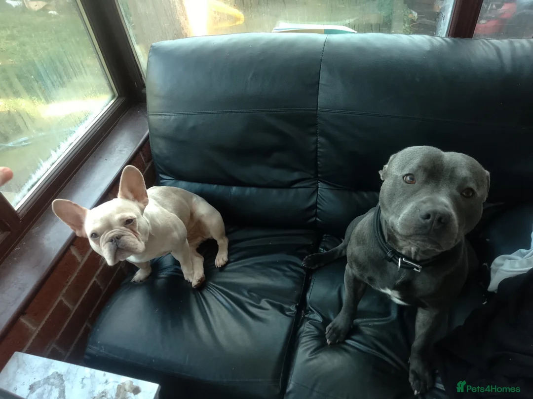 Mixed Breed dogs for sale: French ** taffy puppies - Advert 4