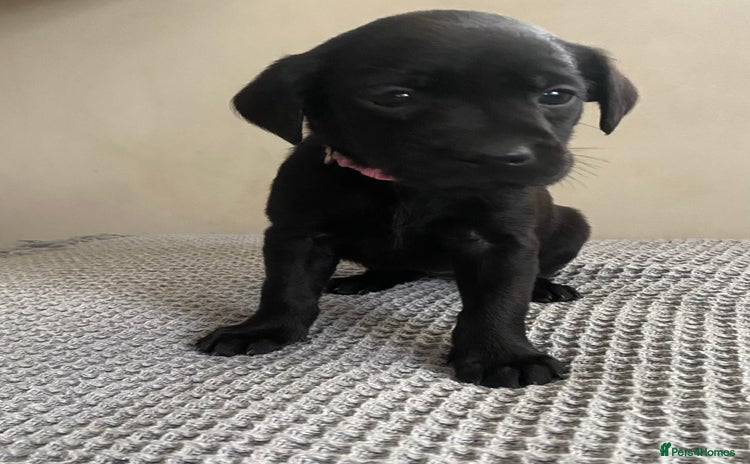 Labrador Retriever dogs - Advert 4