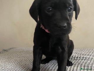 Labrador Retriever dogs - Advert 3